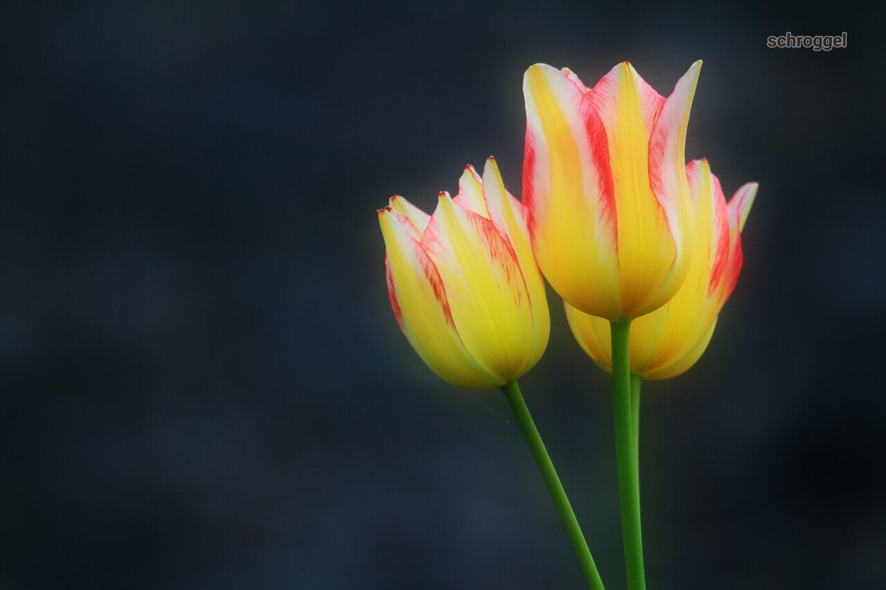 flower, petal, freshness, flower head, fragility, beauty in nature, growth, stem, yellow, close-up, blooming, nature, single flower, tulip, plant, focus on foreground, bud, in bloom, blossom, pink color