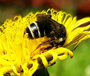 Close-up of honey bee pollinating on flower