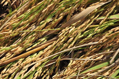 Full frame shot of wheat field