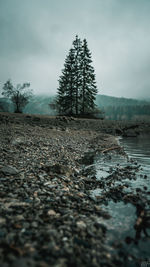 Surface level of trees against sky