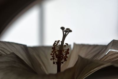 Close-up of flower at home