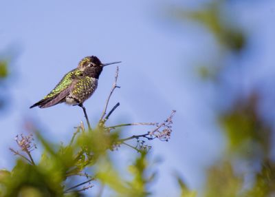 Low angle view of bird perching on tree