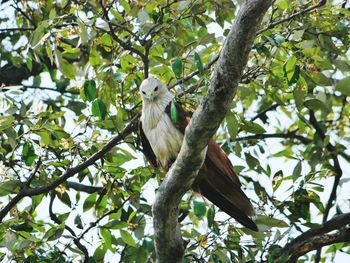 Low angle view of eagle perching on tree