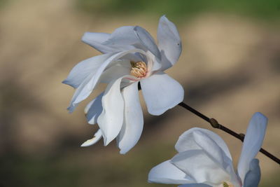 Close-up of white rose flower