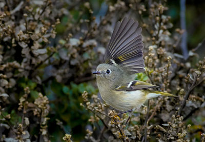 Close-up of bird flying