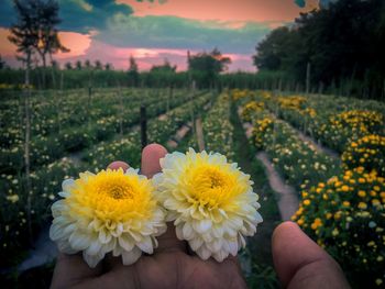 Close-up of hand holding yellow flowering plants