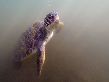 High angle view of turtle swimming in sea