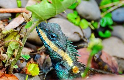 Close-up of a lizard