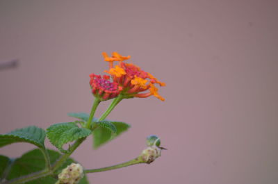 Close-up of pink flowering plant