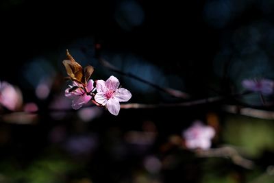 Close-up of pink flowers