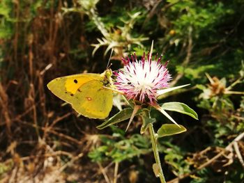 Close-up of butterfly pollinating on flower