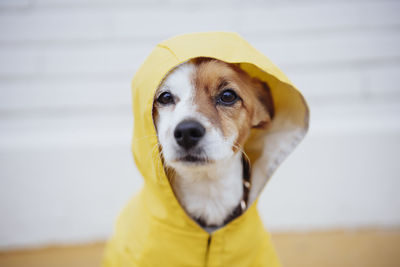 Cute dog wearing yellow raincoat