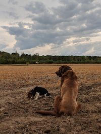 View of dogs on field against sky
