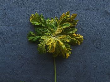 Close-up of plant