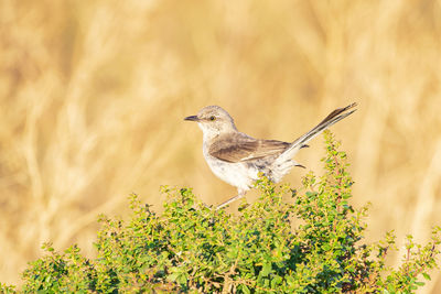 Northern mockingbird