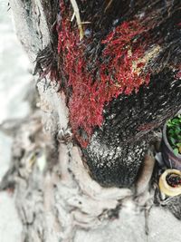 Full frame shot of tree trunk in winter