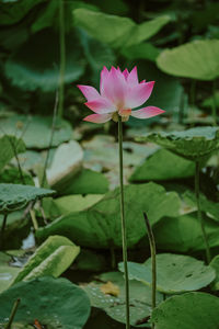 Close-up of pink lotus water lily in pond