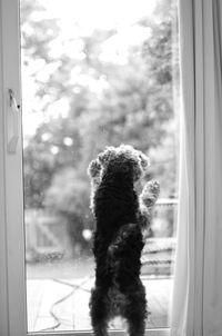 Cat looking through window