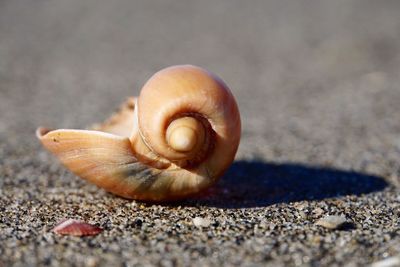 Close-up of snail on sand