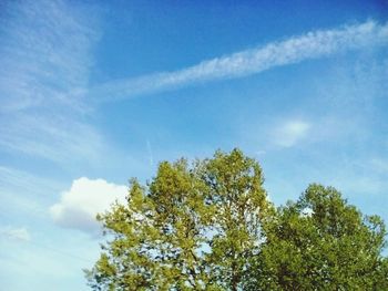 Low angle view of trees against blue sky