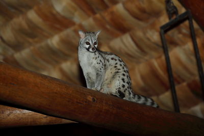 A common genet on a beam