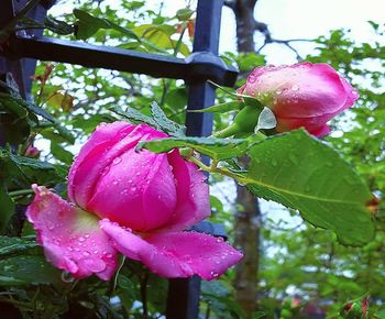 Close-up of water drops on pink rose