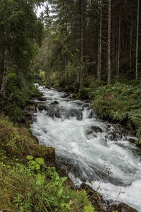 Stream flowing in forest