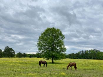 Horses grazing in a field