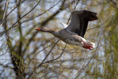 Low angle view of eagle flying