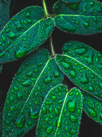 Close-up of wet leaves