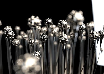Close-up of illuminated flowering plants at night