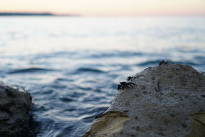 Rock on sea shore