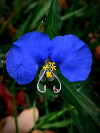 Close-up of purple flowering plant