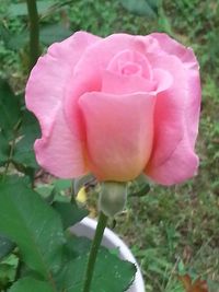 Close-up of pink rose