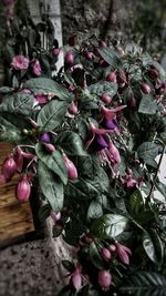 Close-up of purple flowers on plant