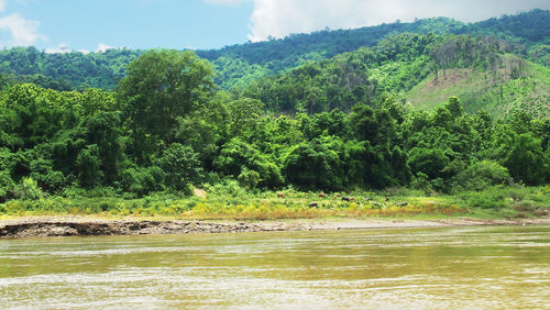 Scenic view of river in forest against sky