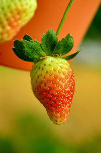 Close-up of strawberry growing on plant