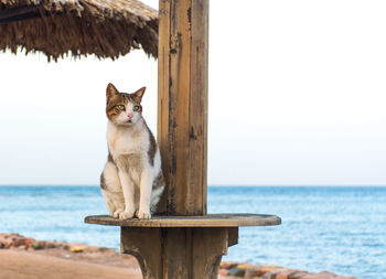 Cat sitting on a sea