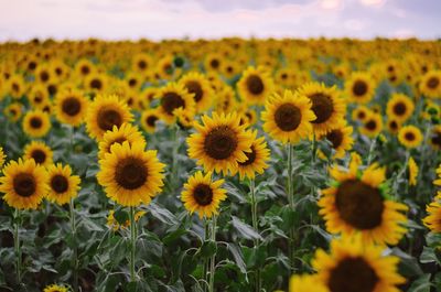 Close-up of sunflower field