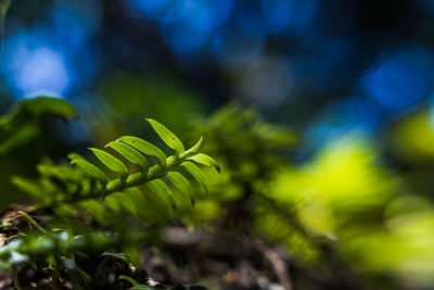 Close-up of plant