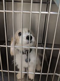 Close-up of dog in cage