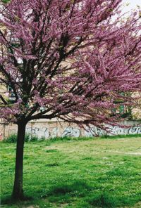 Pink flowers on tree