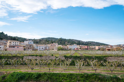 Cherry tree farm in miravet town in spain