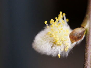 Close-up of yellow flower