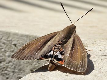 Close-up of butterfly