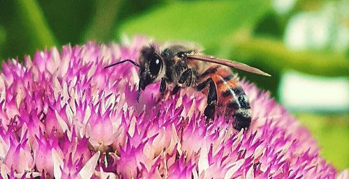 Close-up of bee pollinating on pink flower