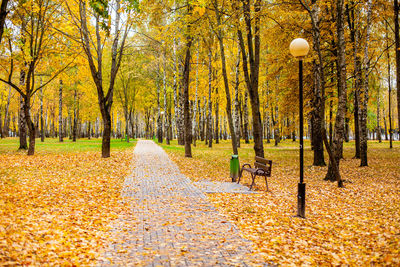 Sidewalk in yellow leaves in autumn in a city park. trees with colorful foliage grow along 