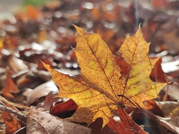 Autumn leaf in sunshine, against the light