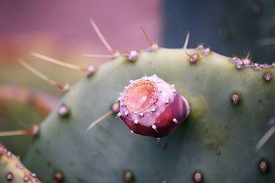 Close-up of prickly pear cactus