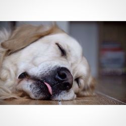 Close-up of dog lying on ground